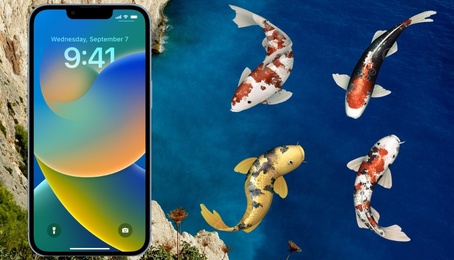 Hình nền cá Koi cho điện thoại máy tính chất lượng 4K sinh động nhất, thu hút nhiều năng lượng tích cực đến cho bạn
